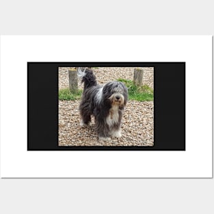 Bearded Collie Beachcombing - Beardie on the Beach Posters and Art